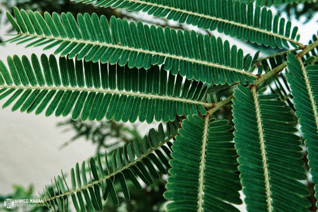 August Photo Post 3 - Mukto Manan