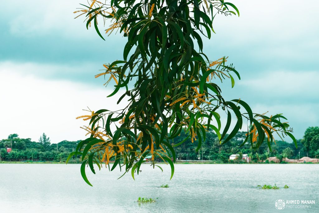 August Photo Post 6 - Mukto Manan